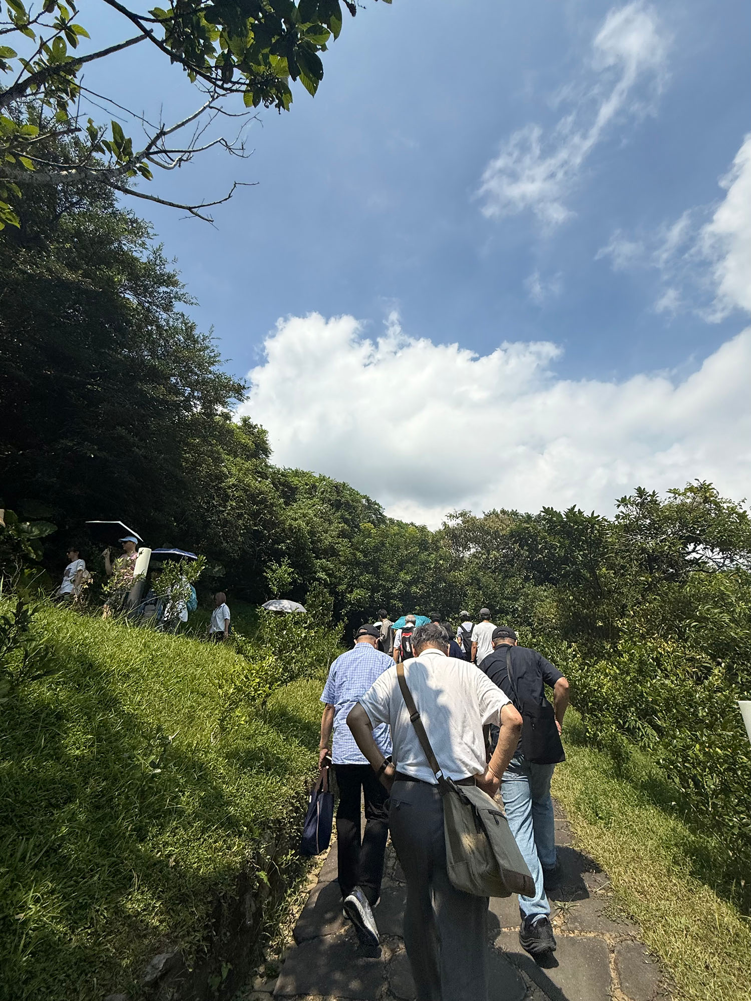 山上植物