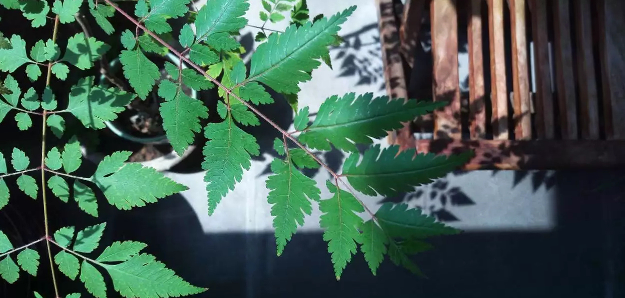 鐵線蕨