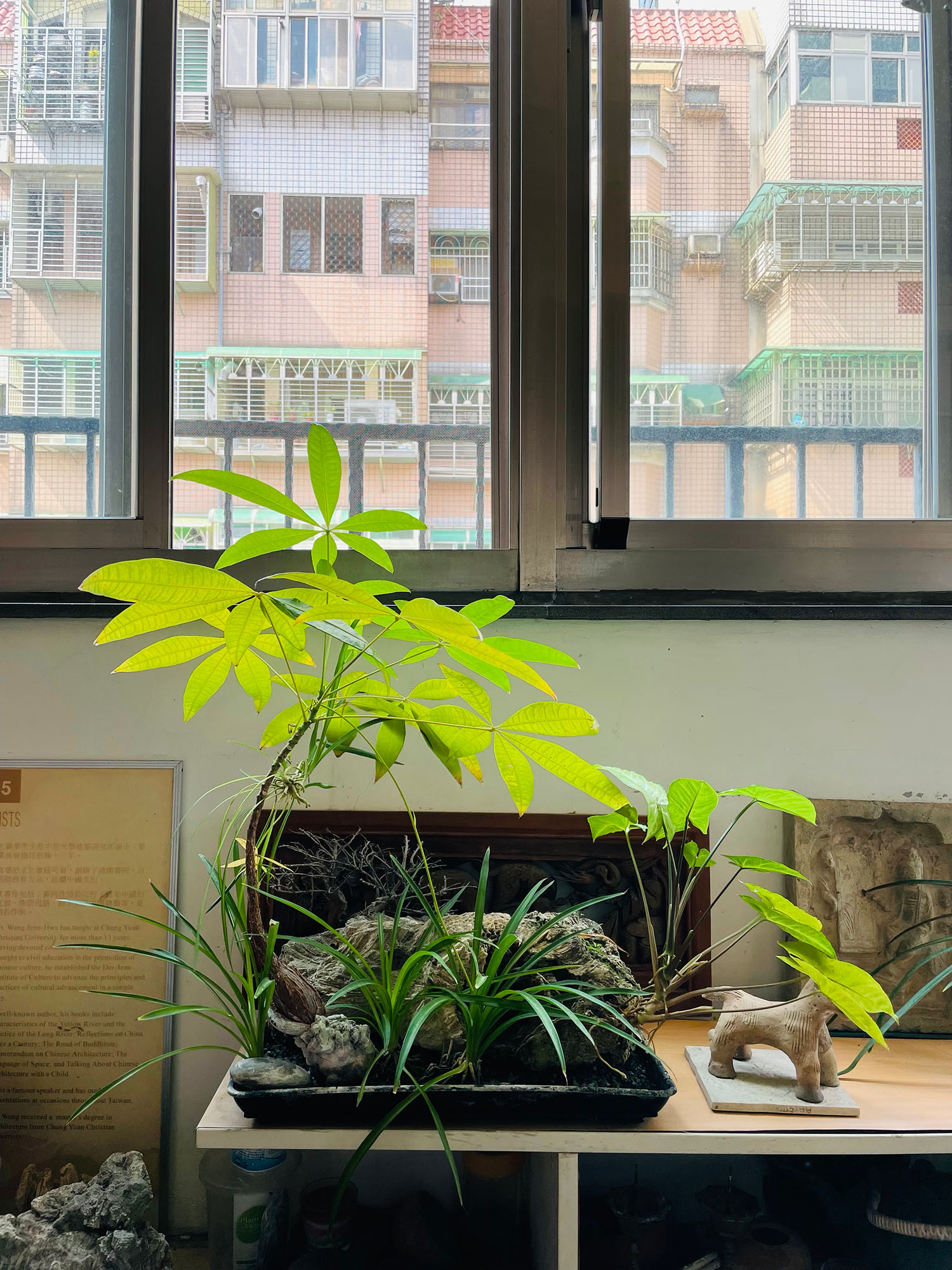 師母的植栽